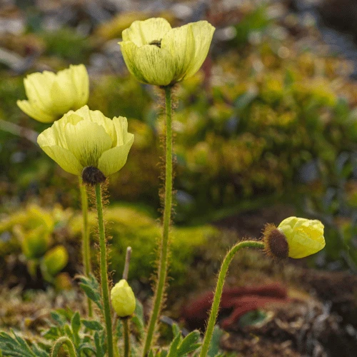 Arctic Poppy