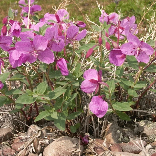 Dwarf Fireweed