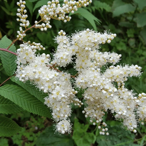 False Spirea