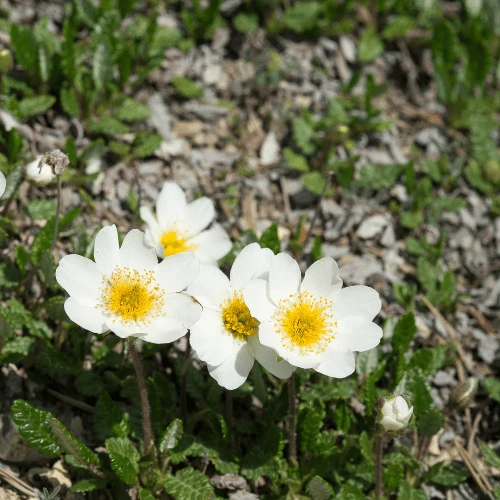 Mountain Avens