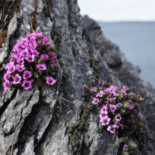 Purple Saxifrage