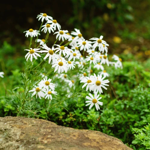 Siberian Chrysanthemum