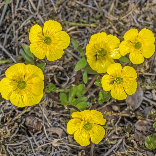 Snow Buttercup