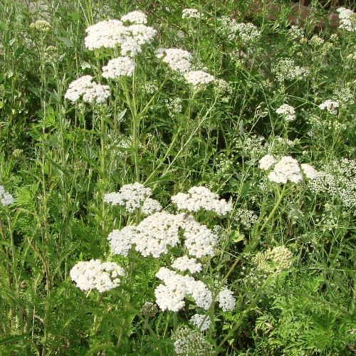 Western Yarrow