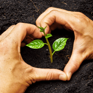 A man's hands forming a heart shape around a healthy young plant adorning bright green leaves.