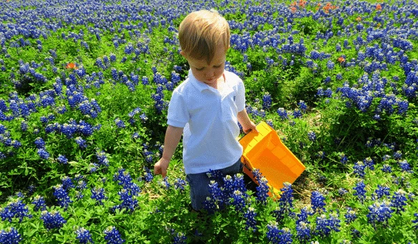 A little boy in a white shirt walks through a field of Texas Bluebonnets while holding his toy dump truck.