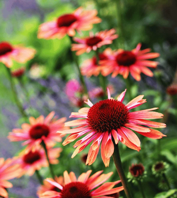 Echinacea flowers in a cutting garden with peach-colored petals gradually blending into their vibrant red centers.