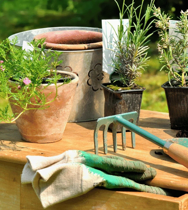 Garden tools, gloves, pots, and plants resting on a potting table.