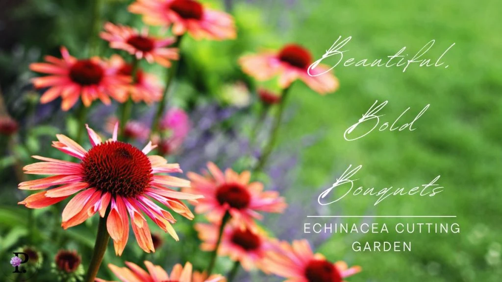 Echinacea cutting garden