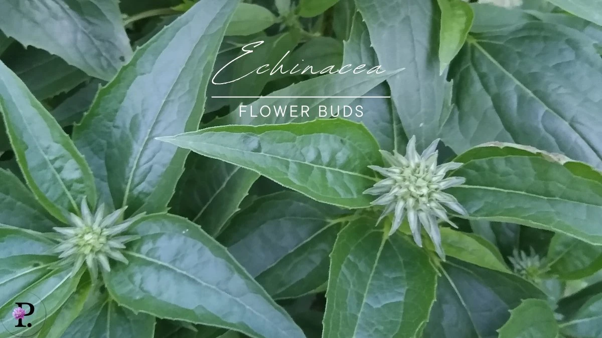 Echinacea Flower Buds