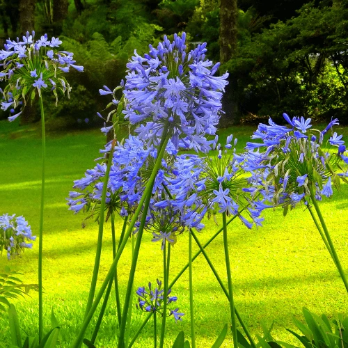 Agapanthus