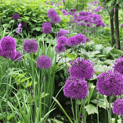 Allium