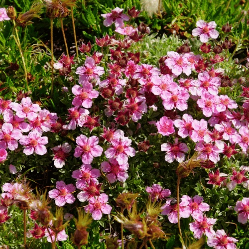 Alpine Cinquefoil