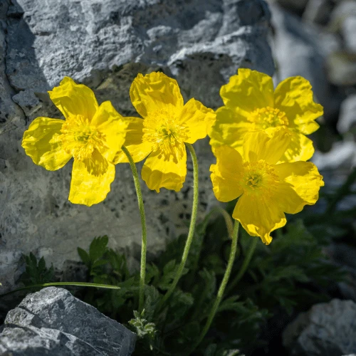 Alpine Poppy