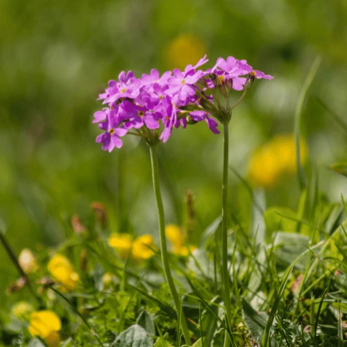 Alpine Primrose