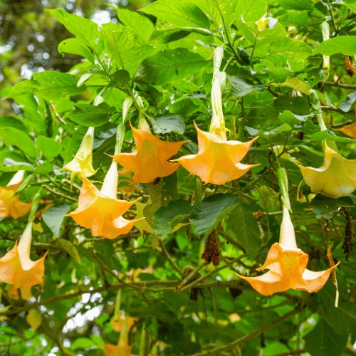 Angel's Trumpet