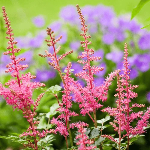 Astilbe