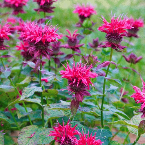 Bee Balm