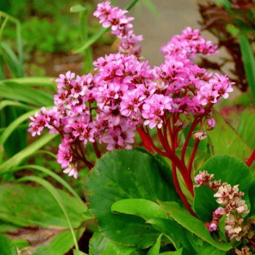 Bergenia