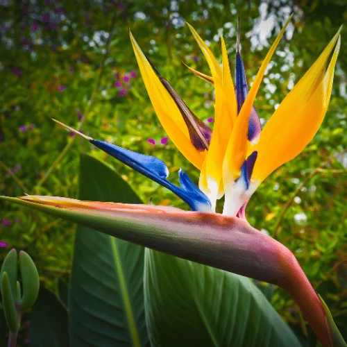 Bird of Paradise