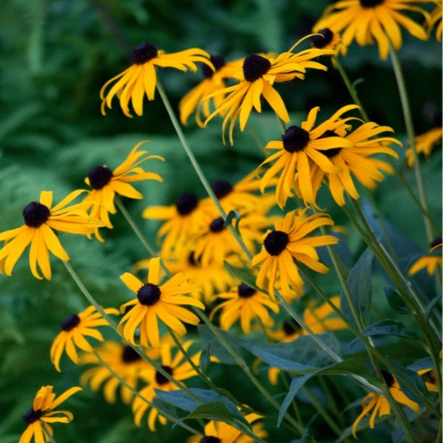 Black-Eyed Susan