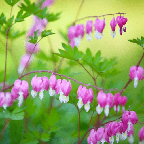 Bleeding Hearts