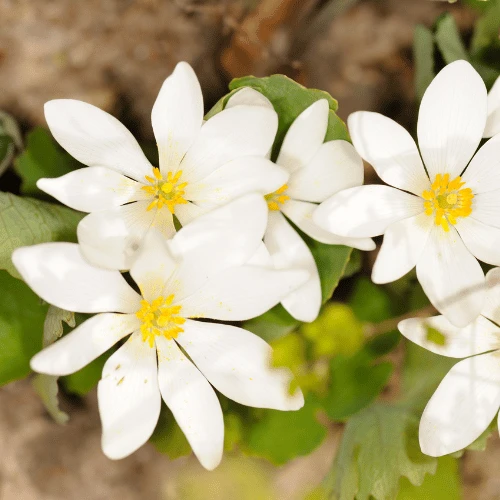 Bloodroot