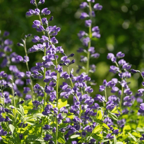 Blue False Indigo