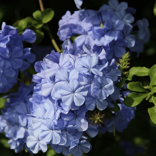 Blue Plumbago