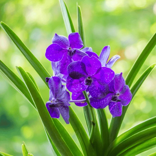 Blue Vanda Orchid