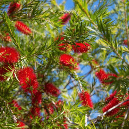 Bottlebrush Flower