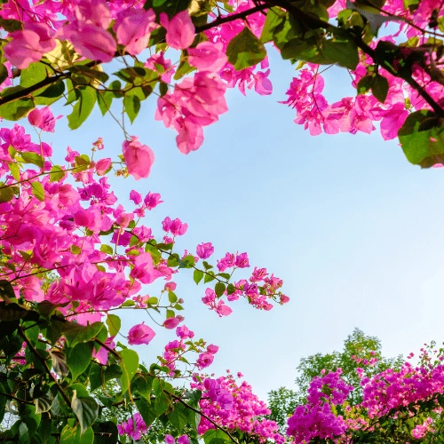 Bougainvillea