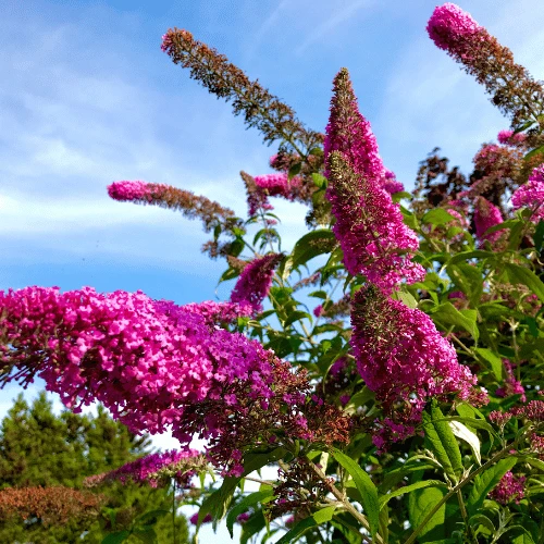 Butterfly Bush