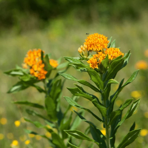 Butterfly Weed