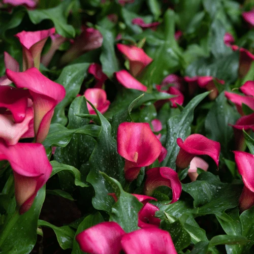 Calla Lilies