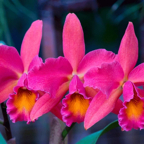 Cattleya Orchid