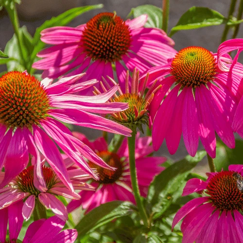 Coneflower