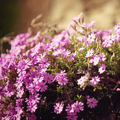 Creeping Phlox