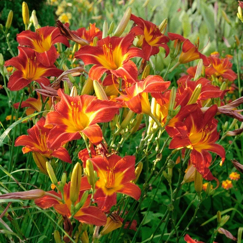 Daylilies