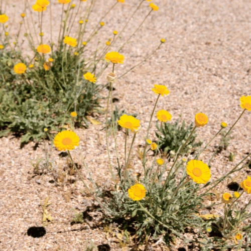 Desert Marigold