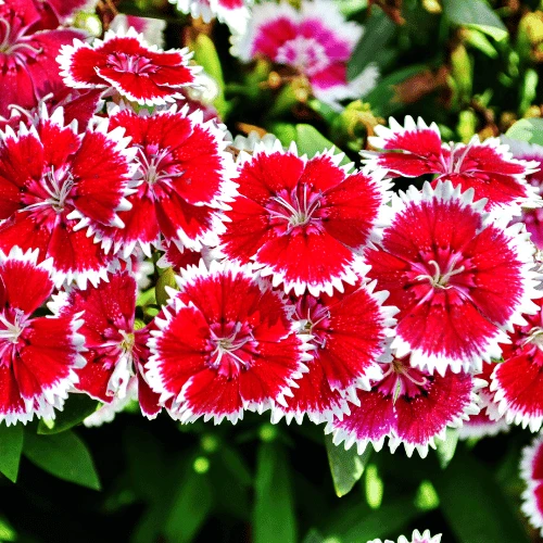 Dianthus