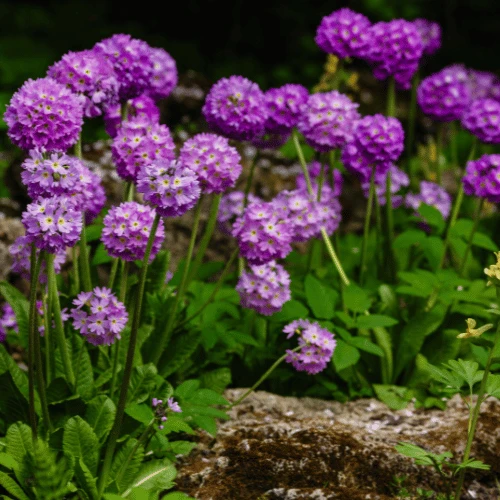 Drumstick Primula