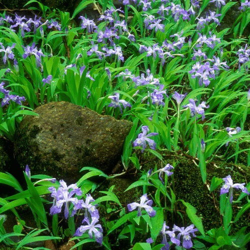 Dwarf Crested Iris