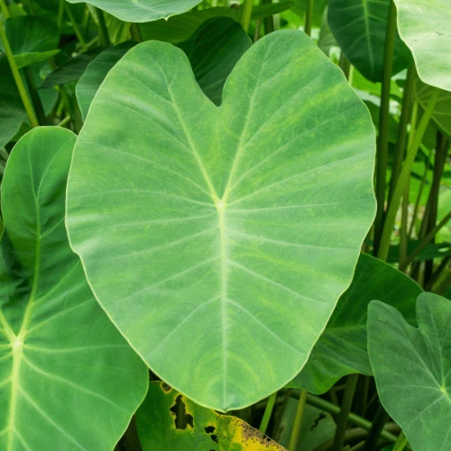 Elephant Ears