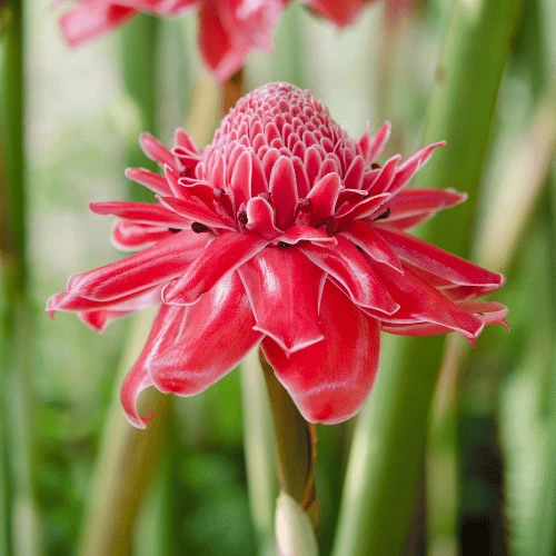 Torch Ginger