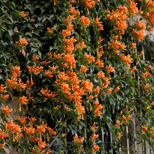 Flame Vine