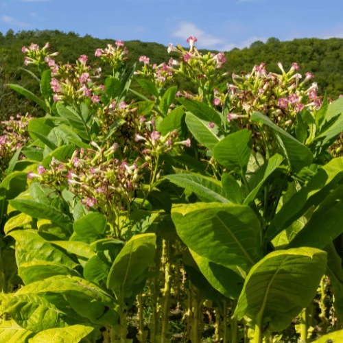 Flowering Tobacco