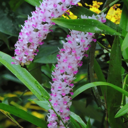 Foxtail Orchid