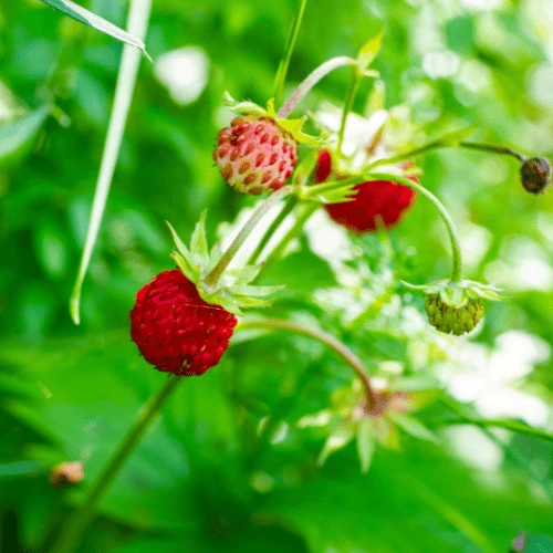 Woodland Strawberry