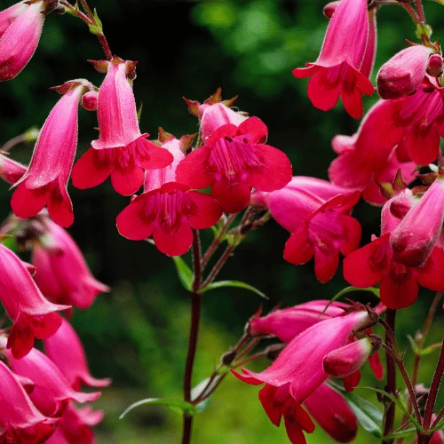 Beardtongue